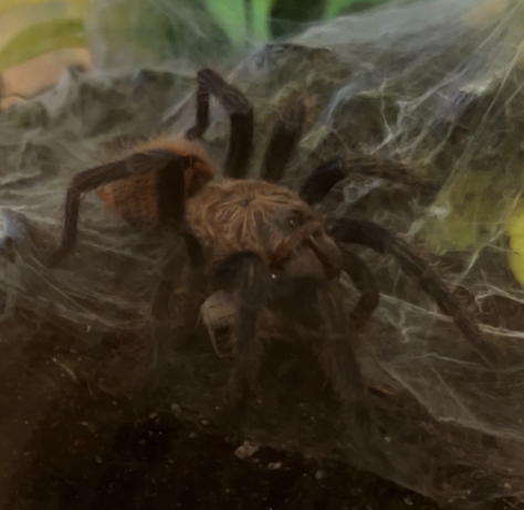 gbb tarantula