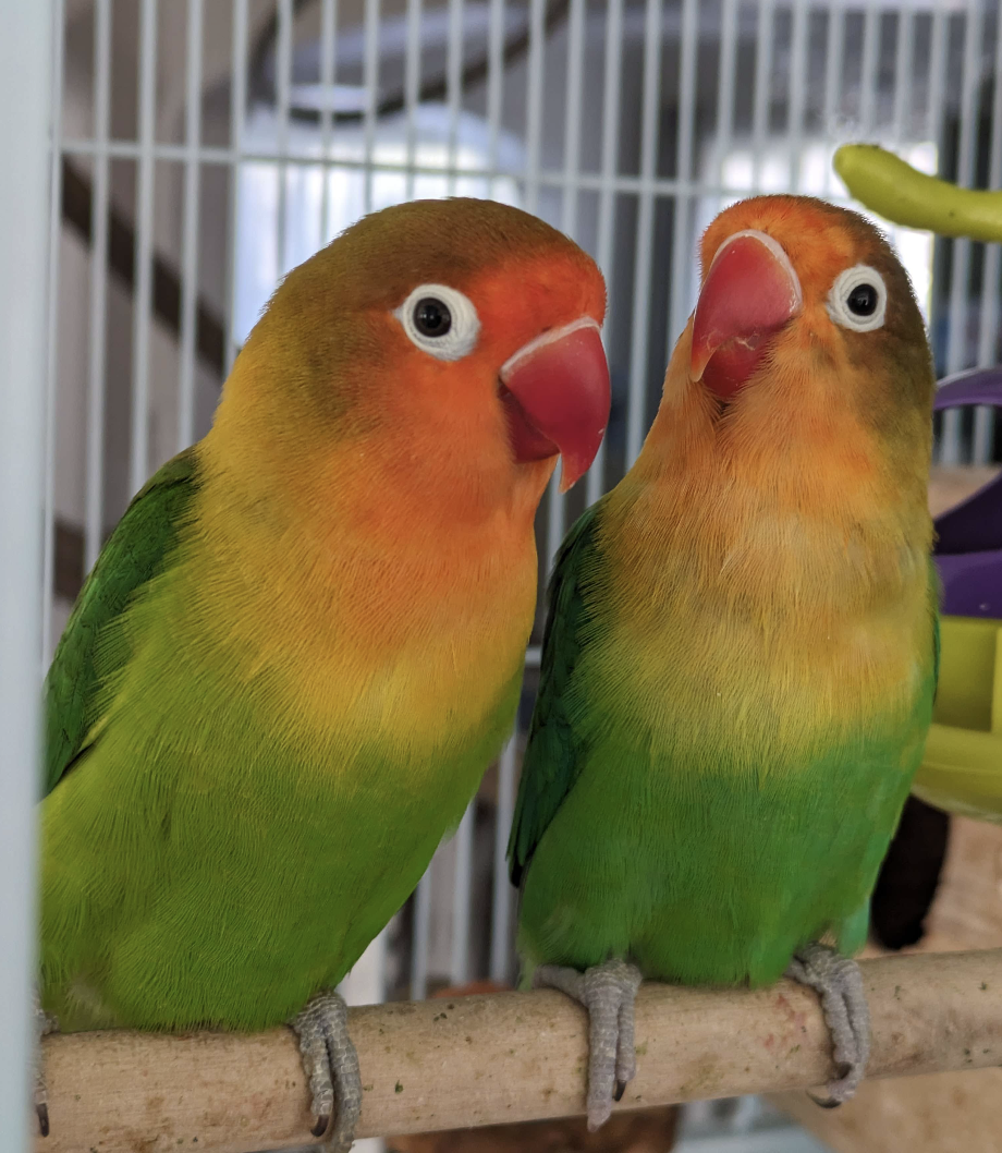 Radian and Xeno the Fischer's lovebirds