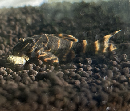 clown pleco
