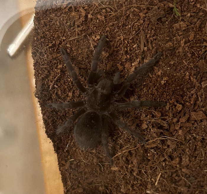 Loinkle the Grammastola pulchra