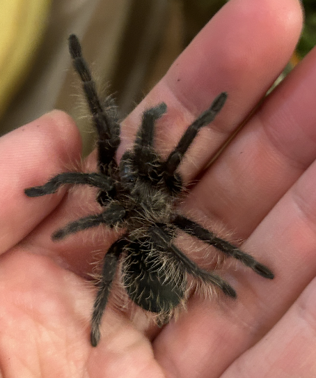 curly hair tarantula