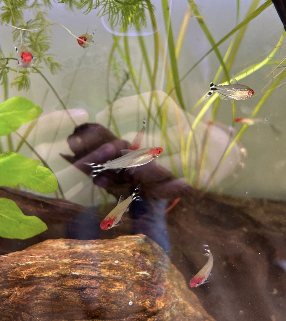 8 rummynose tetras