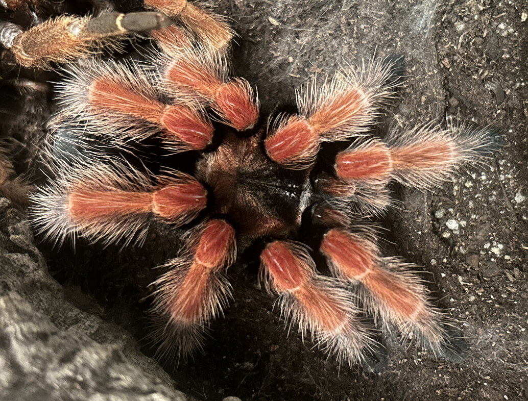 Zolda the Brachypelma boehmei